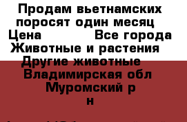 Продам вьетнамских поросят,один месяц › Цена ­ 3 000 - Все города Животные и растения » Другие животные   . Владимирская обл.,Муромский р-н